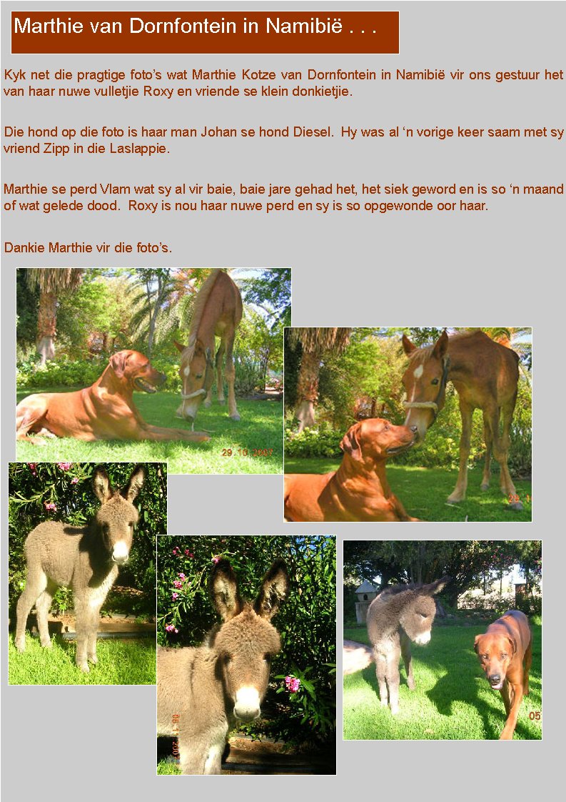  Kyk net die pragtige foto�s wat Marthie Kotze van Dornfontein in Namibi� vir ons gestuur het van haar nuwe vulletjie Roxy en vriende se klein donkietjie.Die hond op die foto is haar man Johan se hond Diesel.  Hy was al �n vorige keer saam met sy vriend Zipp in die Laslappie.  Marthie se perd Vlam wat sy al vir baie, baie jare gehad het, het siek geword en is so �n maand of wat gelede dood.  Roxy is nou haar nuwe perd en sy is so opgewonde oor haar.Dankie Marthie vir die foto�s. Marthie van Dornfontein in Namibi� . . .
